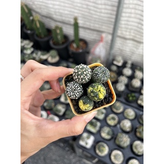 แอสโตรไฟตัม (Astrophytum super v) +ด่าง2 รวม5 ต้นไม้เมล็ด