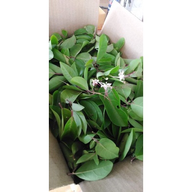 สำมะงา​ ขายใบสด1กิโลกรัม100บาท(สำหรับทำยา)
