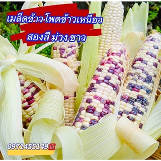 เมล็ดพันธุ์ข้าวโพด ข้าวโพดข้าวเหนียวสอง สี ม่วงขาว ฝักใหญ่ เหนียว หวาน หอมบรรจุ 100-150เมล็ด