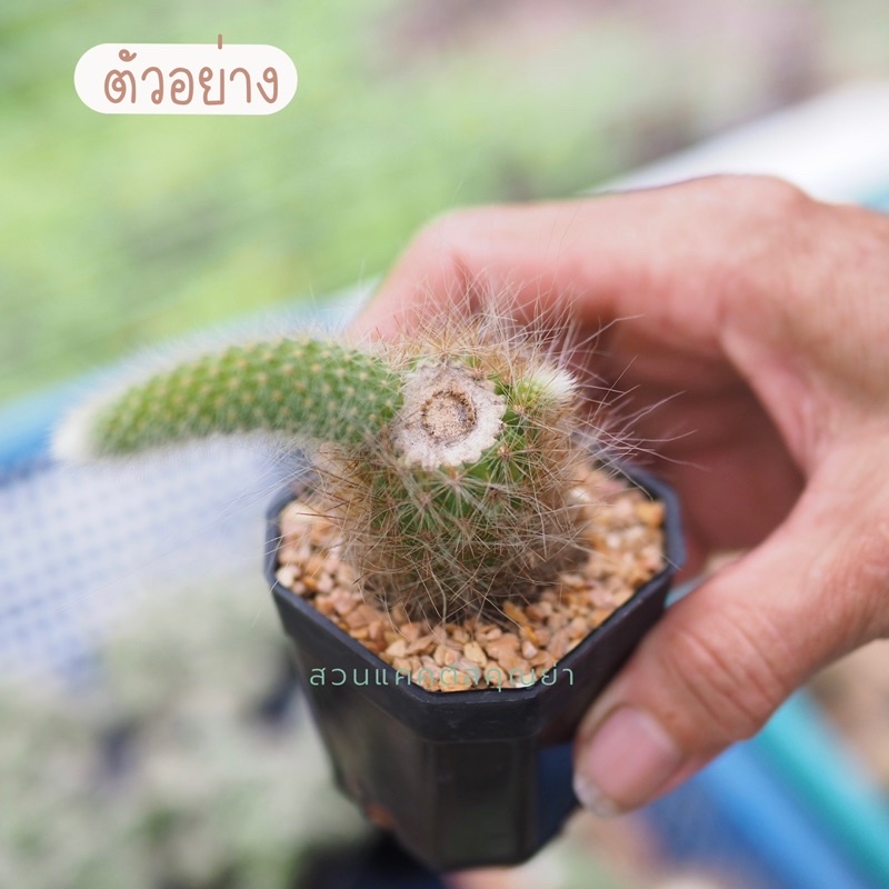 หางลิง แคคตัส กระถางละ 25 บาท คละแบบตามตัวอย่างนะคะ ส่งทั้งกระถาง - รูปที่ 4