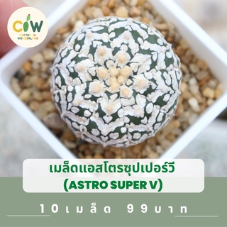 เมล็ดแอสโตร super V แอสโตรซุปเปอร์วี เมล็ดแอสโตร เมล็ดแคคตัส กระบองเพชร แคคตัส