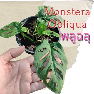 1 ต้น พลูฉลุ Monstera obliqua ต้นไม้ในร่ม ต้นไม้ฟอกอากาศ  ไม้มงคล จัดส่งพร้อมกระถาง 1-3 วันได้รับ