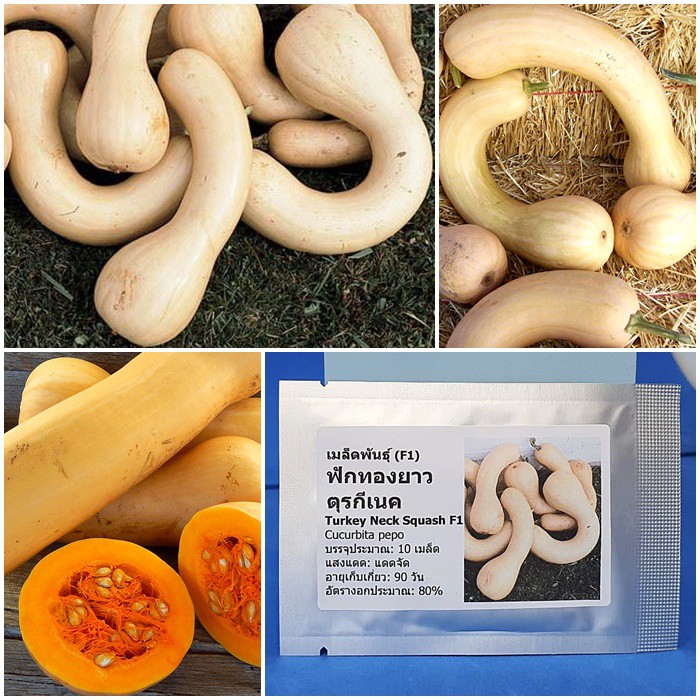 เมล็ดพันธุ์ ฟักทองยาว ตุรกีเนค (Turkey Neck Squash F1 Seed) 10 เมล็ด คุณภาพดี ของแท้ 100%