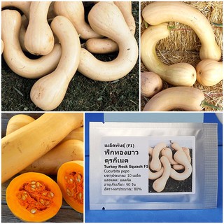 เมล็ดพันธุ์ ฟักทองยาว ตุรกีเนค (Turkey Neck Squash F1 Seed) บรรจุ 10 เมล็ด คุณภาพดี ราคาถูก ของแท้ 100%