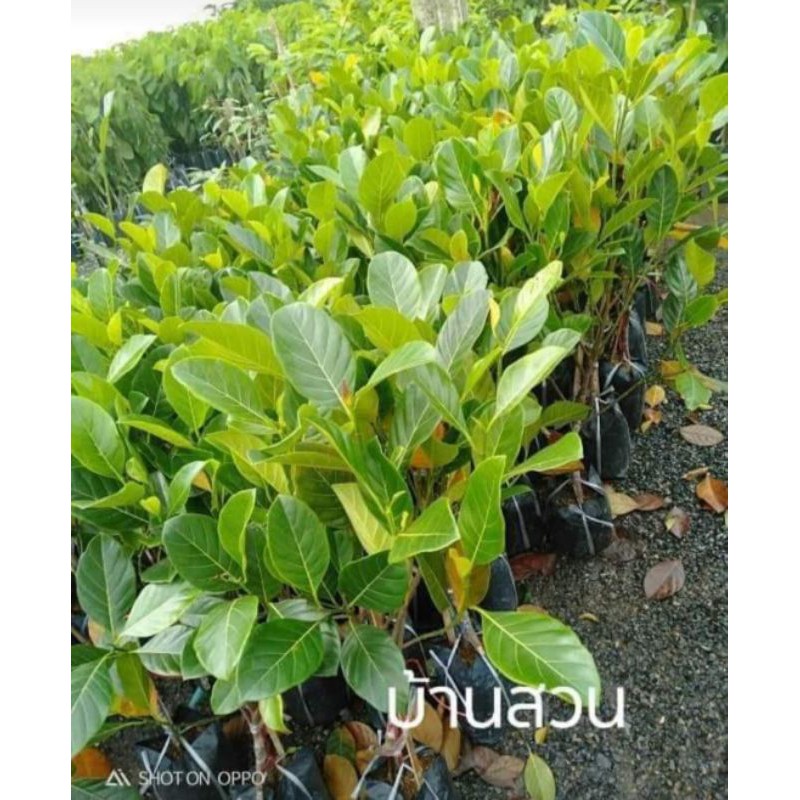 ต้นขนุน พันธุ์เพชรเนื้อทอง ต้นทาบกิ่ง สูง 80-100 ซม.