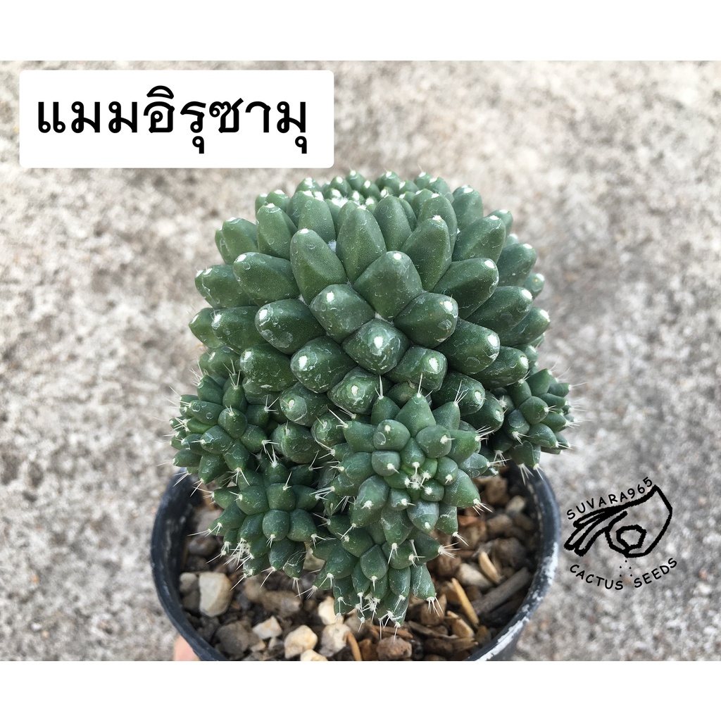 อิรุซามุ แมมอิรุซามุ แมมปุยหิมะ แมมหนามทุเรียน ปุยหิมะ เมล็ด กระบองเพชร Mammillaria Eruzamu แคคตัส