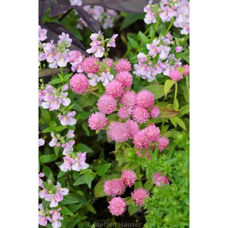 บานไม่รู้โรยพิงค์เลดี้สายพันธุ์ใหม่เจ้าเดียวในไทยสีหวานดอกใหญ่ชมพูสด 1ซองบรรจุ100เมล็ด155บาท