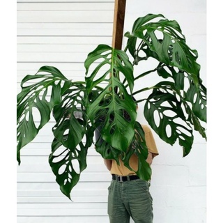 monstera acacoya(มอนสเตอร่า อะคาโคย่า)