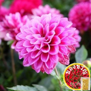 58.Dahlia/ดอกรักเมล็ดSetA Free Postal Mail 30x2pcs SetB Standard Mail 30pcsผักชี/พาสต้า/ดอกไม้/บ้านและสวน/กางเกง/เสื้อ/ห