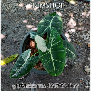 alocasia frydek พันธุ์แท้จากสวนปิด ขายยกกระถาง พร้อมส่ง มีเก็บเงินปลายทาง