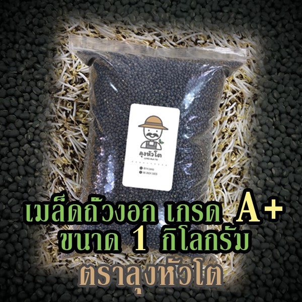 เมล็ดถั่วงอก ถั่วเขียวผิวดำ ถั่วแขก (ตราลุงหัวโต) สำหรับปลูกถั่วงอกโดยเฉพาะ (Black matpe beans) ขนาด