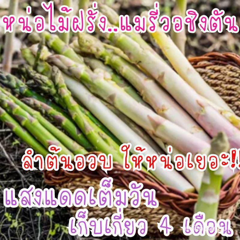 ขายดี เมล็ด เมล็ดพันธุ์คุณภาพสูงในสต็อกในประเทศไทย พร้อมส่ง ะให้ความสนใจของคุณ30 เมล็ด หน่อไม้ฝรั่งแมรี่วอชิงตัน CXES NO