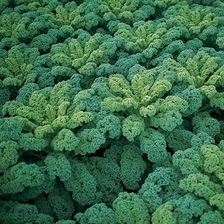 เมล็ดพันธุ์เคล ดาร์กิบอร์ ใบหงิก Darkibor Kale F1 Seed 15 เมล็ด คุณภาพดี ของแท้ 100%