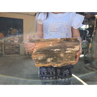 ไม้กลายเป็นหิน (petrified wood) ขนาด 32×19 หนัก 6.5 กิโลกรัม