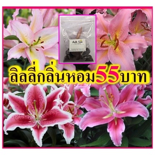หัวลิลลี่นำเข้า​พร้อมปลูก ต้นเตี้ย มีกลิ่นหอม​ ราคา55บาท