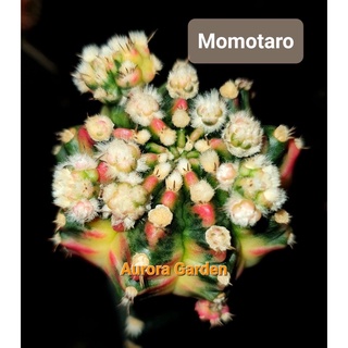 หน่อเด็ดสด แคคตัส โคลน โมโมทาโร่ (Momotaro)