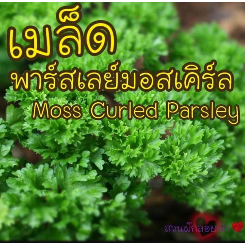 เมล็ดพันธุ์ พาร์สเลย์มอสเคิร์ล 50+ เมล็ด พันธุ์แท้นำเข้าจากต่างประเทศ