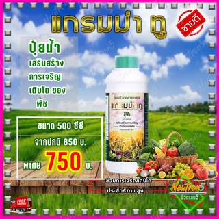 💥ส่งฟรี 💥แกรมม่าทู ปุ๋ยน้ำแกรมม่าทู ปุ๋ยแกรมม่าทู [ 500 ซีซี 1 ขวด ] เร่งการเติบโต เร่งผล ฉีดพ่นตั้งแต่เริ่มปลูก