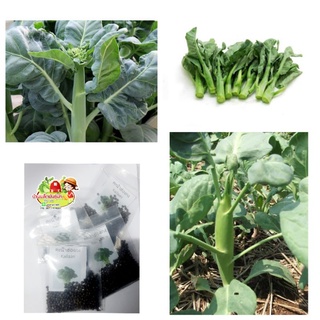 เมล็ดพันธุ์ผัก คะน้าฮ่องกง 300-400เมล็ด Chinese Kale Kailaan