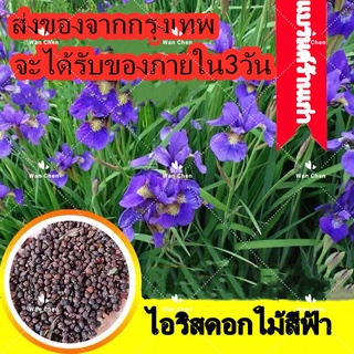 ขายดี สวนครัว/ไม้สวย บอนสี Blue Iris Lactea Flower Seeds บรรจุ 100 เมล็ด ต้นไม้มงคล ต้นไม้ฟอกอา/เมล็ด ซอง งอก การ QHMS