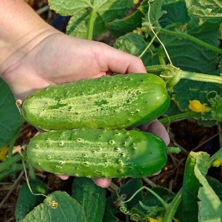 เมล็ดพันธุ์ แตงกวา บอสตัน (Boston Pickling Cucumber Seed) บรรจุ 10 เมล็ด