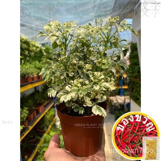 GPS Green Plant Society live plant Polyscias Variegated Fluke ถังจิน文胸/上衣/向日葵/鲜花/苹果/男装/种子/帽子/通心菜/生菜/ LGMA