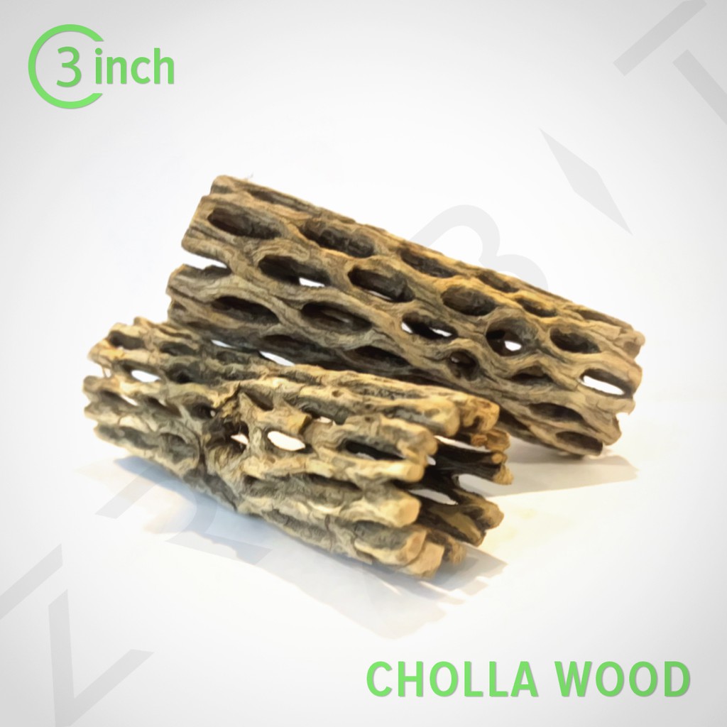 Cholla Wood 3inch ซื้อ 3 ชิ้น แถม 1 ชิ้น ขอนไม้บ้านกุ้ง กุ้งแคระ กุ้งเรดบี กุ้งสุราเวสี