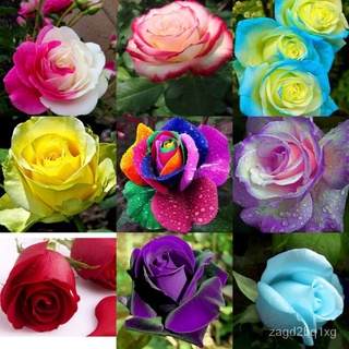 100 seeds/pack Bonsai Multi-color Rose flower seeds E2Byดอกไม้/เมล็ด/สร้อยข้อมือ/กุหลาบ/บ้านและสวน/ดอกทานตะวัน/แอปเปิ้ล/