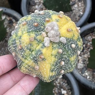 แอสโตรด่างกราฟ ไซส์แม่พันธุ์ Asterias variegated