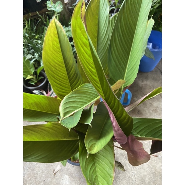 คล้าหลังแดง Stromanthe sanguinea (Hook.) Sonder. ไม้ประดับ (ส่งแบบถุงดำ)(1 ต้น/แพค)