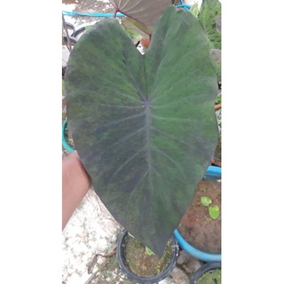 แบล็คเมจิกกลาย Colocasia esculenta Black Magic (variegata) บอนดำด่าง บอนด่าง บอนแบล็กเมจิ บอนดำ