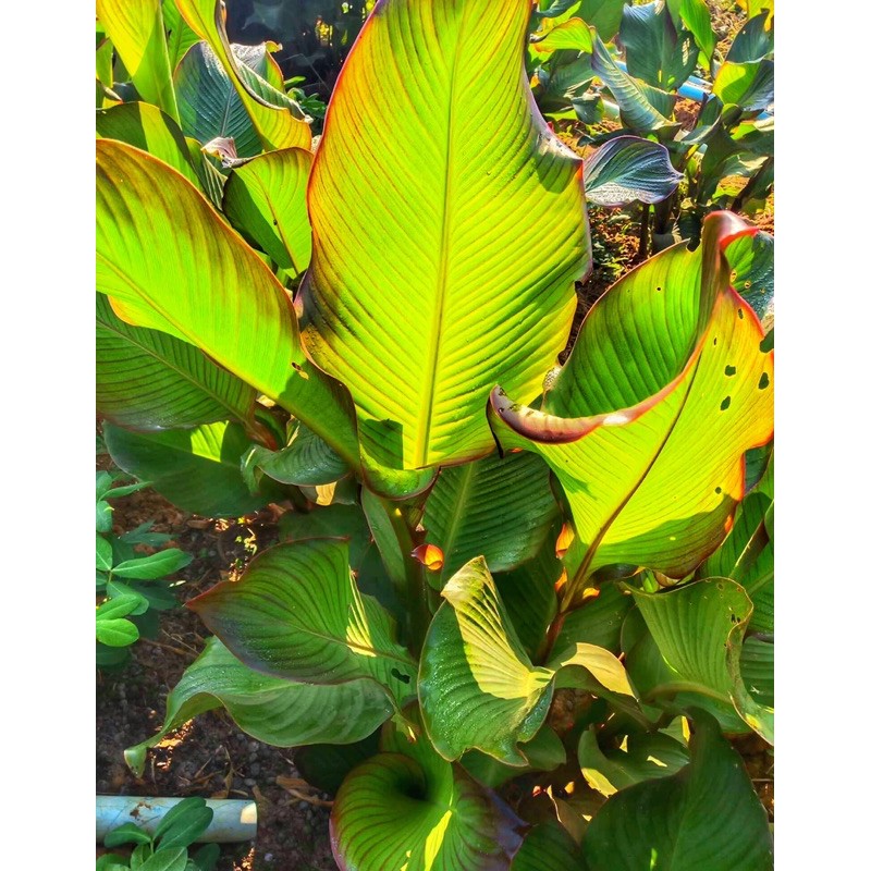 สาคูจีน🐝มันสาคูจีน🐝13ต้น🐝110บาท🐝สาคูใบใหญ่🐝พร้อมส่ง!!!!