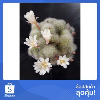 Cake Cactus Farm กระบองเพชร Rebutia albiflora