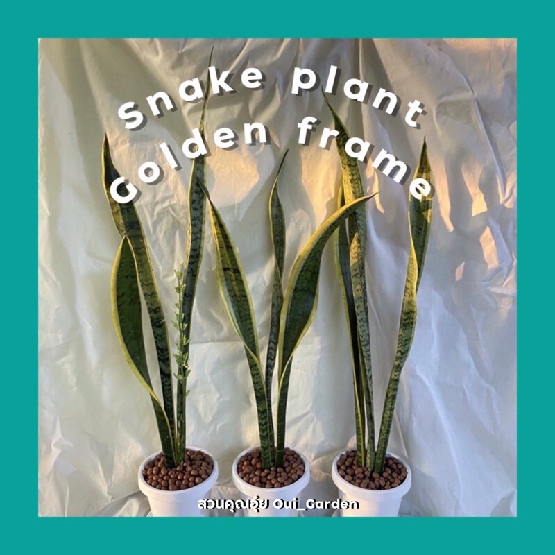 ลิ้นมังกร ลิ้นมังกรแคระ Snake Plant ขอบทอง เขียว มูนไชน์ พร้อมกระถางขาว 6 นิ้ว ต้นไม้ฟอกอากาศ ต้นไม้มงคล