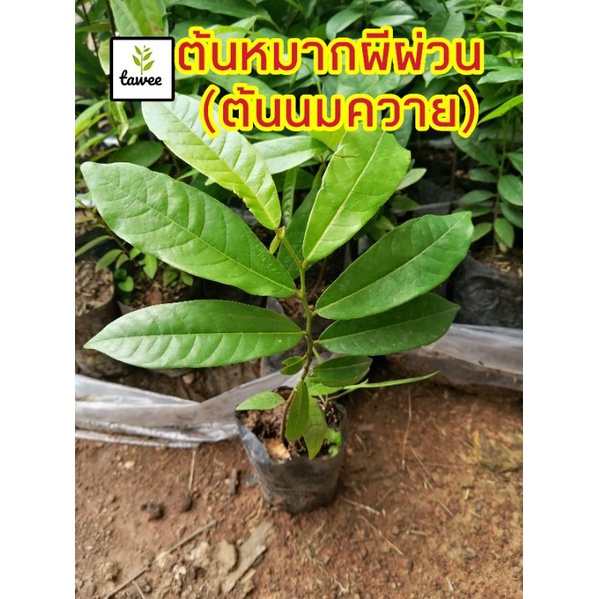ต้นหมากผีผ่วน หรือ ต้นนมควาย  ต้นไม้​ป่า​ ผลไม้ป่าหาอยาก