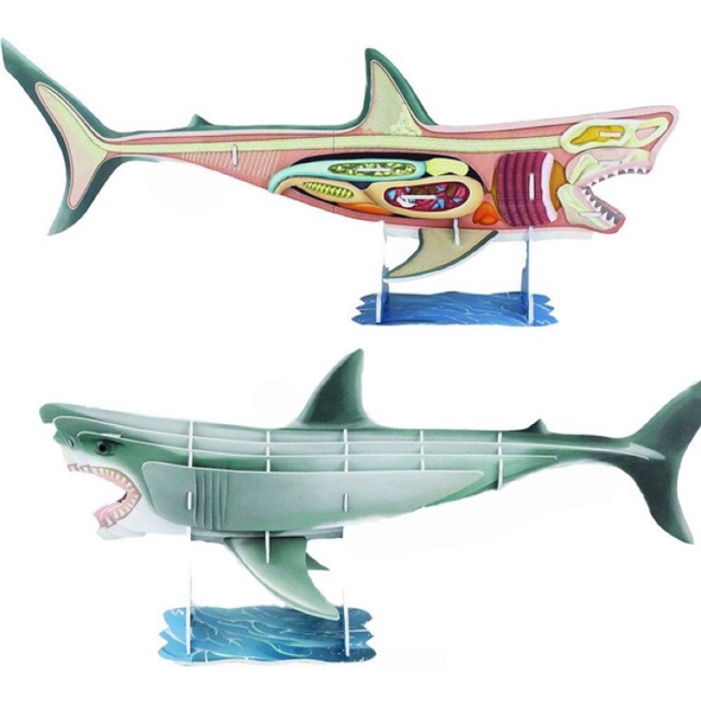 😱ลด60%🦈24-Piece Discovery Channel 3D Shark Anatomy Model Game 5x13x3 centimeter