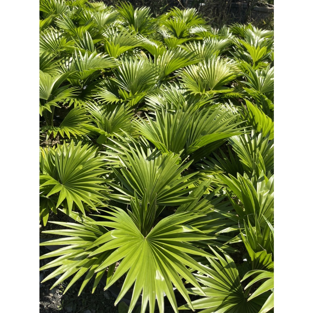 มุมมอง 2