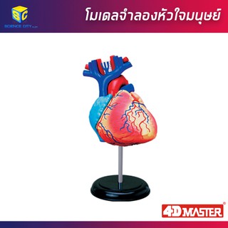 หุ่นจำลองหัวใจมนุษย์ Human Heart  Model