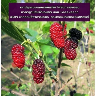 มัลเบอรี่ผง 100% ธรรมชาติ ผงลูกหม่อน ผงผลไม้แท้ เพื่อสุขภาพ Mulberry Powder ภูดอย ไม่ผสมน้ำตาล ผงชงดื่ม 100g.