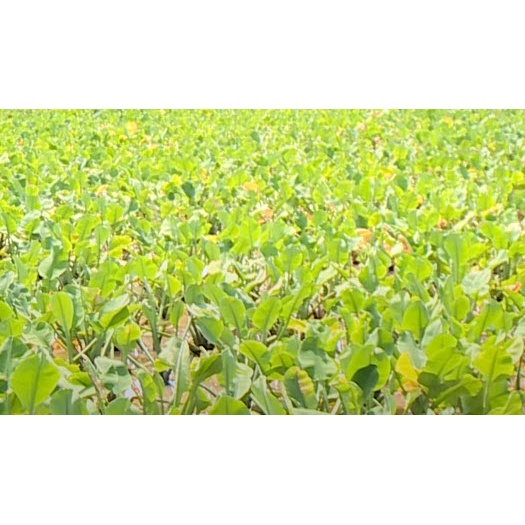 เมล็ดผัก ผักพาย คันจอง ตาลปัตรฤาษี ผักก้านจอง  ผักสมุนไพรพื้นบ้าน ซองละ 500 เม็ด - รูปที่ 5