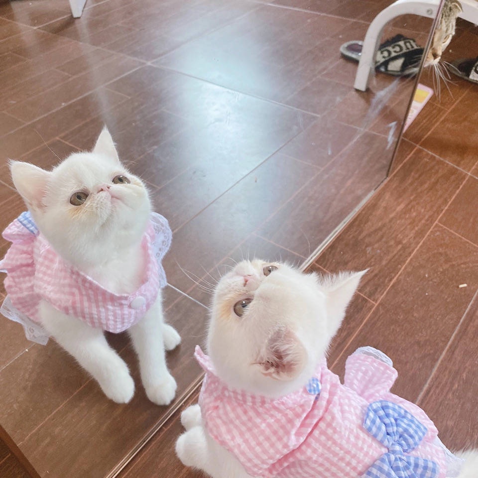 เสื้อหมา เสื้อแมว Cat clothes cute thin dog skirt bully, Teddy small dog, Bear Bo, Spring and Autumn Poke