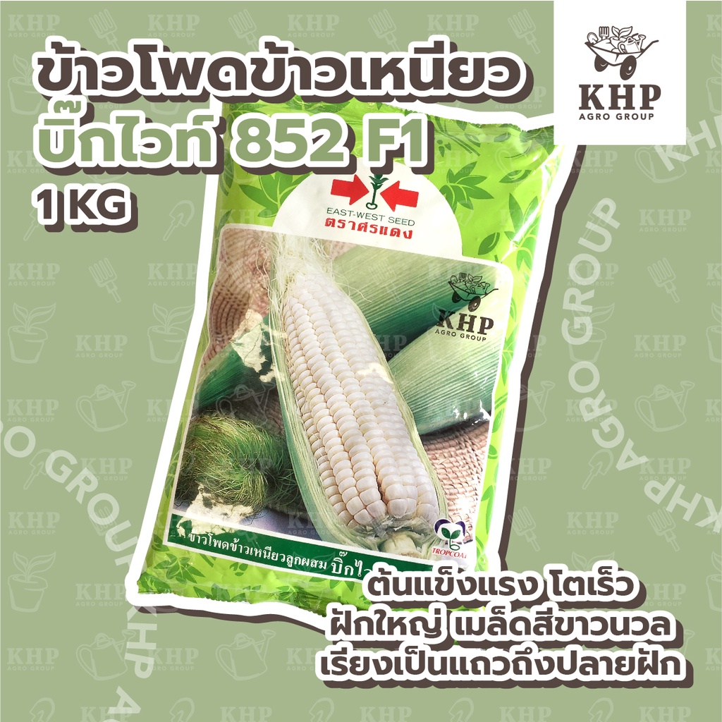 เมล็ดพันธุ์ ข้าวโพด ข้าวเหนียวสีขาว บิ๊กไวท์ ตรา ศรแดง ขาวววว หวานนน นุ่มมม หนึบ ขนาดบรรจุ 200 กรัม / 1 กิโลกรัม
