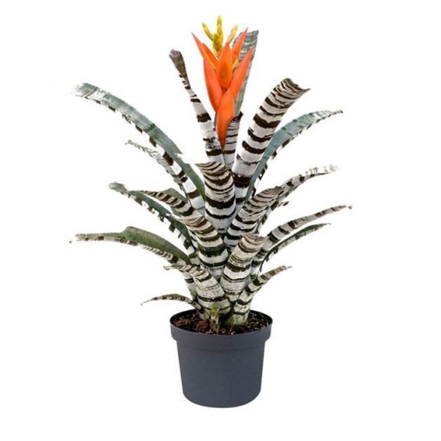 [ขายหน่อ] สับปะรดสี แอคเมีย เซอร์ไพร้ส์ bromeliad aechmea  'Surprise' ไม้ฟอกอากาศ ไม้มงคล