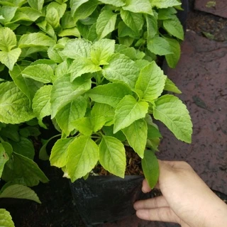 🌱ต้นยี่หร่า🌱ต้นกระเพราควาย🌱(ปลูกด้วยวิธีปลอดสารพิษ)กลิ่นหอมมากๆ ในถุงดำขนาด 6 นิ้วพร้อมปลูก