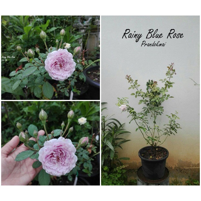 กุหลาบเลื้อย Rainy Blue (ดอกมีกลิ่นหอมอ่อนๆ)