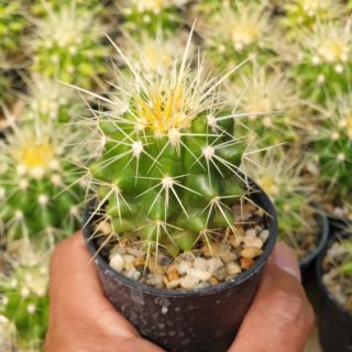 ต้นกระบองเพชร ถังทอง Golden barrel cactus  ไม้เพาะเมล็ด #Echinocatus grusonii #เก้าอี้แม่ยาย