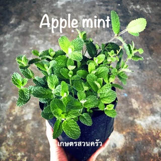 ต้นแอปเปิลมิ้นท์ Apple mint /ขนาดถุง 4*8 นิ้ว ขั้นต่ำ2ต้น คละสินค้าได้