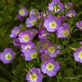 （อัตราการปลูกสูง）300เมล็ด อิเวนนิ่ง Evening Primrose Seed Flower Seeds บอนสีหายาก เมล็ดดอกไม้สวย บอนไซ ต้นไม้จัดสวน Gard