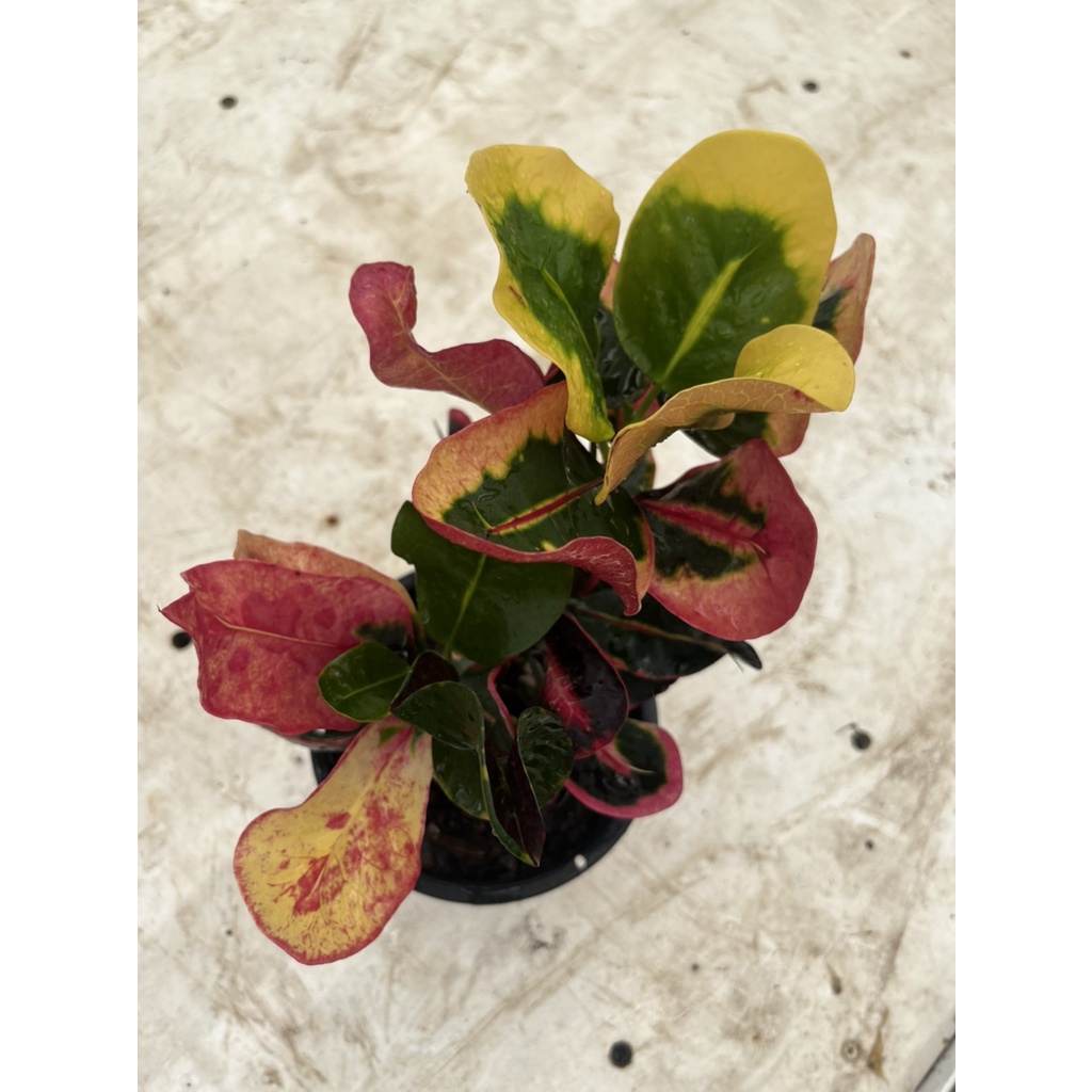 มุมมอง 3