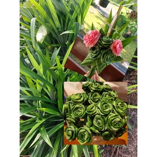 เตยหอม เตยทำขนม 5ต้น ส่งเป็นต้นราก🌿